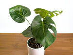 Monstera Yellow Marilyn Aurea (Low Color)