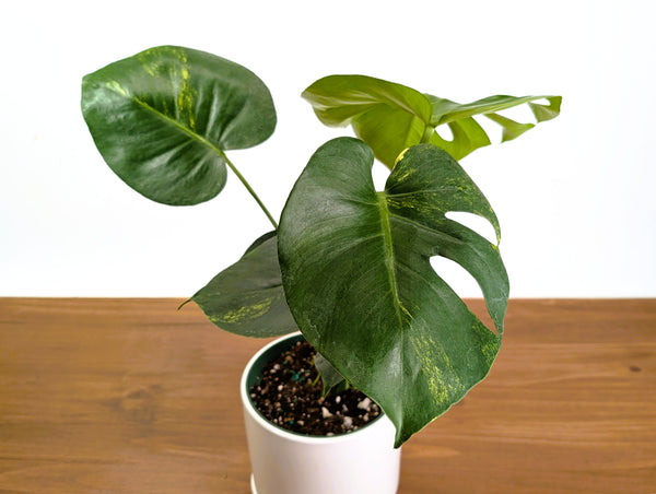 Monstera Yellow Marilyn Aurea (Low Color)