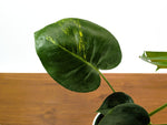 Monstera Yellow Marilyn Aurea (Low Color)
