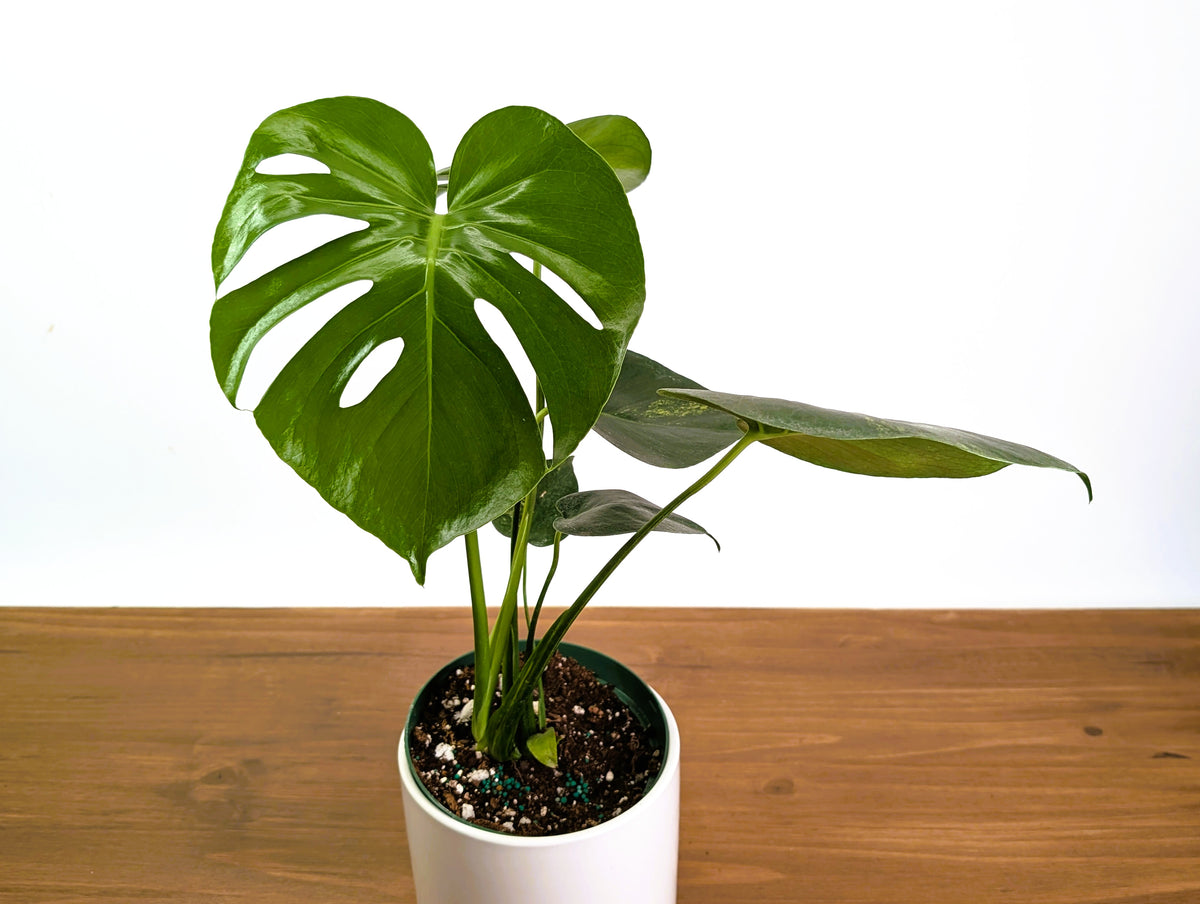 Monstera Yellow Marilyn Aurea (Low Color)