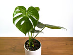 Monstera Yellow Marilyn Aurea (Low Color)