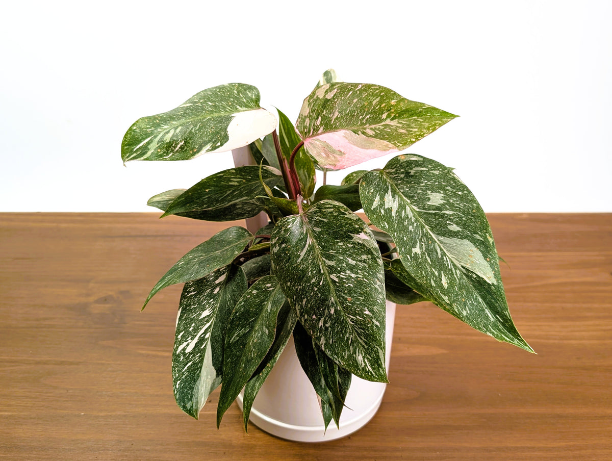 Philodendron Pink Princess 'Bubble Gum'