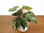 Philodendron Pink Princess 'Bubble Gum'