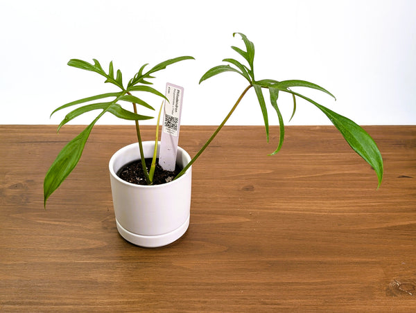 Philodendron Polypodioides x Florida Beauty - Exact Plants