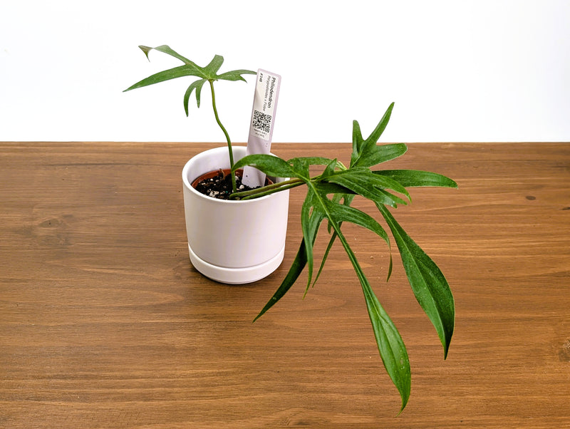 Philodendron Polypodioides x Florida Beauty - Exact Plants