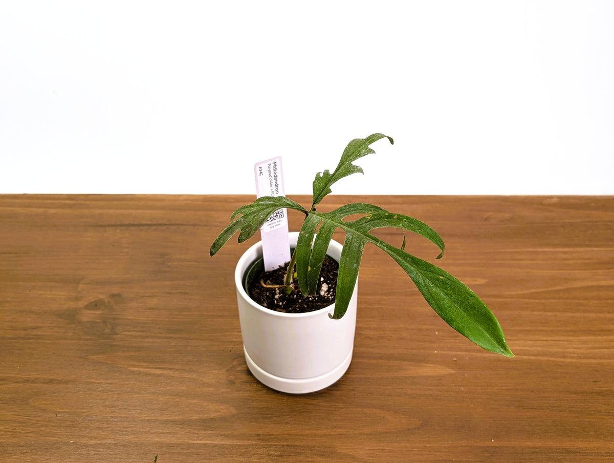 Philodendron Polypodioides x Florida Beauty - Exact Plants