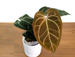 Anthurium Besseae aff x (Dr Block F2 x Red Crystal)