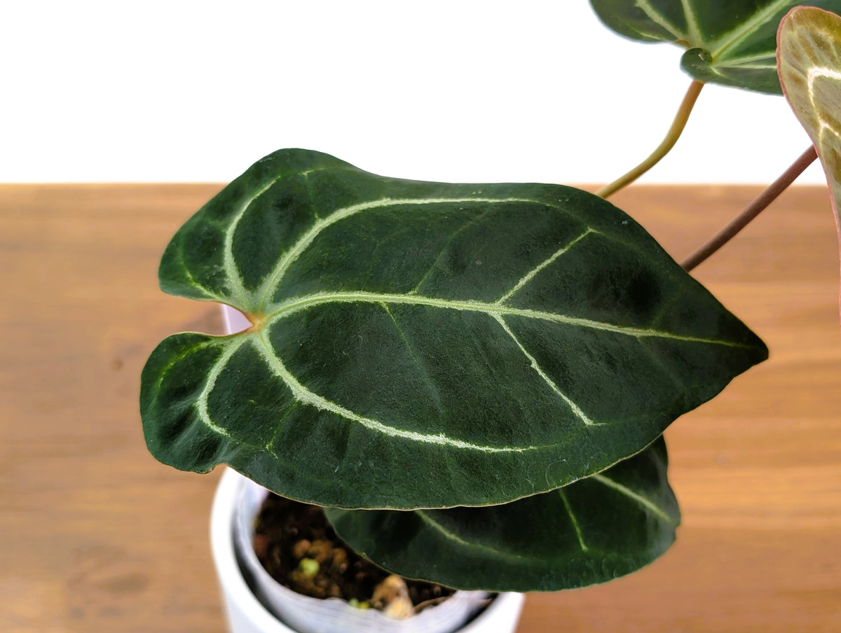 Anthurium Besseae aff x (Dr Block F2 x Red Crystal)