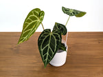 Anthurium Shuar Soul