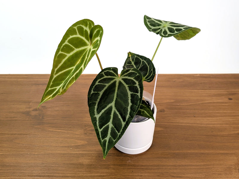 Anthurium Shuar Soul
