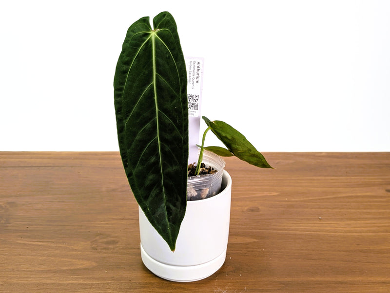 Anthurium Esmeralda Queen x Green Savannah
