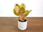 Aglaonema Siam Perfect