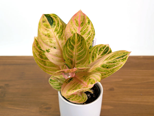 Aglaonema Siam Perfect