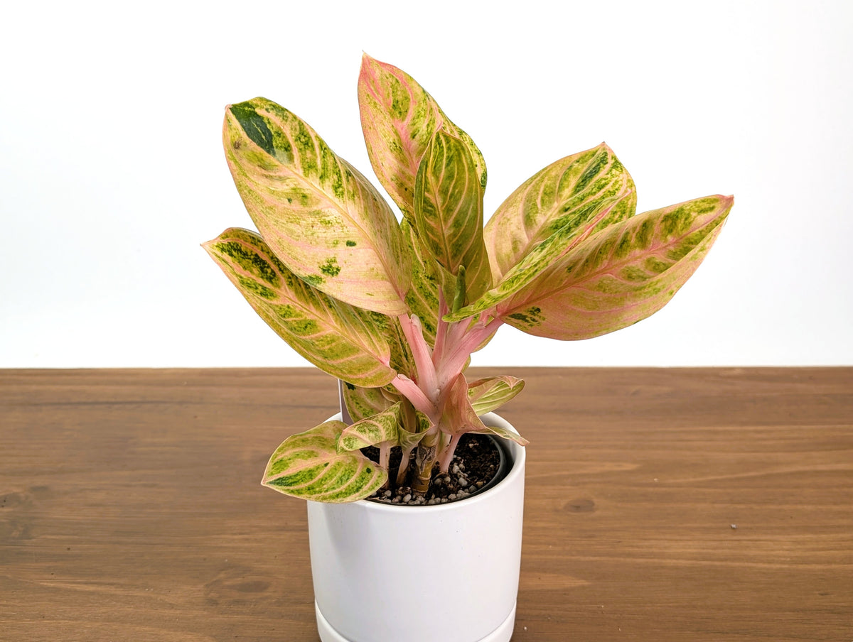 Aglaonema Siam Perfect