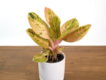 Aglaonema Siam Perfect