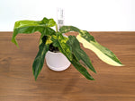 Philodendron Bob Cee x Florida Beauity Variegated - Exact Plant