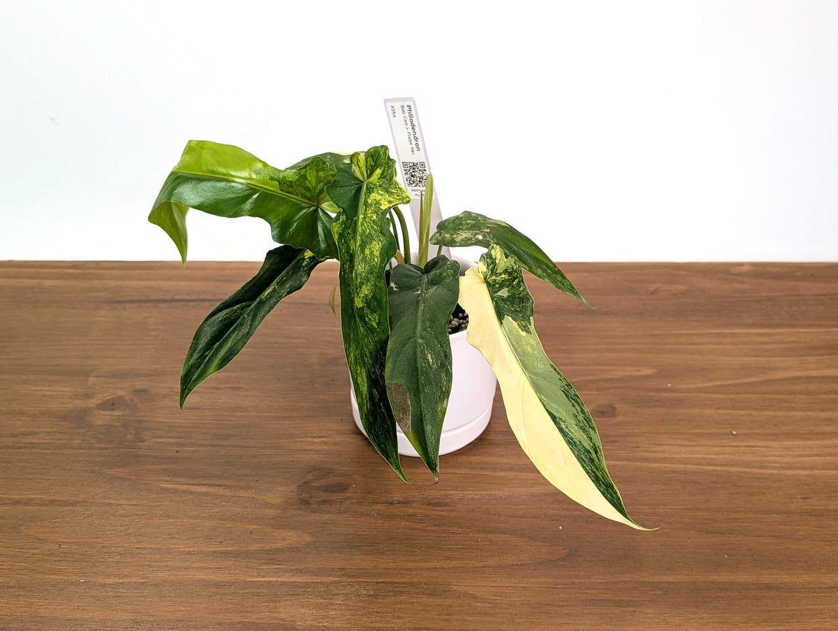 Philodendron Bob Cee x Florida Beauity Variegated - Exact Plant