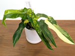 Philodendron Bob Cee x Florida Beauity Variegated - Exact Plant