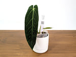 Anthurium Esmeralda Queen x Green Savannah