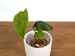 Anthurium Forgetii 'Cup Leafs' x Papillilaminum