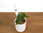 Anthurium Papillilaminum x Carlablackiae