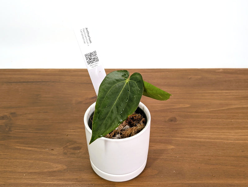 Anthurium Papillilaminum x Carlablackiae
