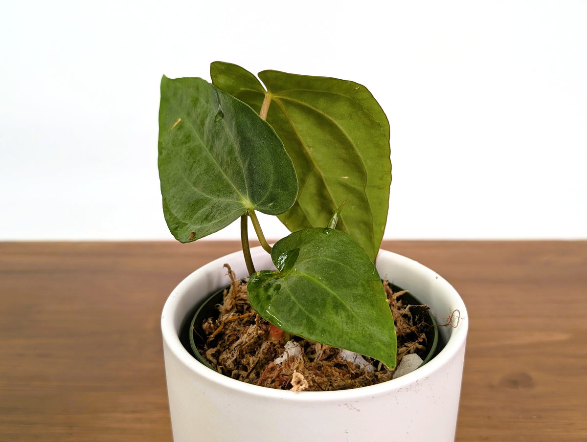 Anthurium Papillilaminum x Carlablackiae
