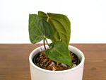 Anthurium Papillilaminum x Carlablackiae