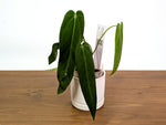 Anthurium Warocqueanum Esmeralda - Pick Your Exact Plant