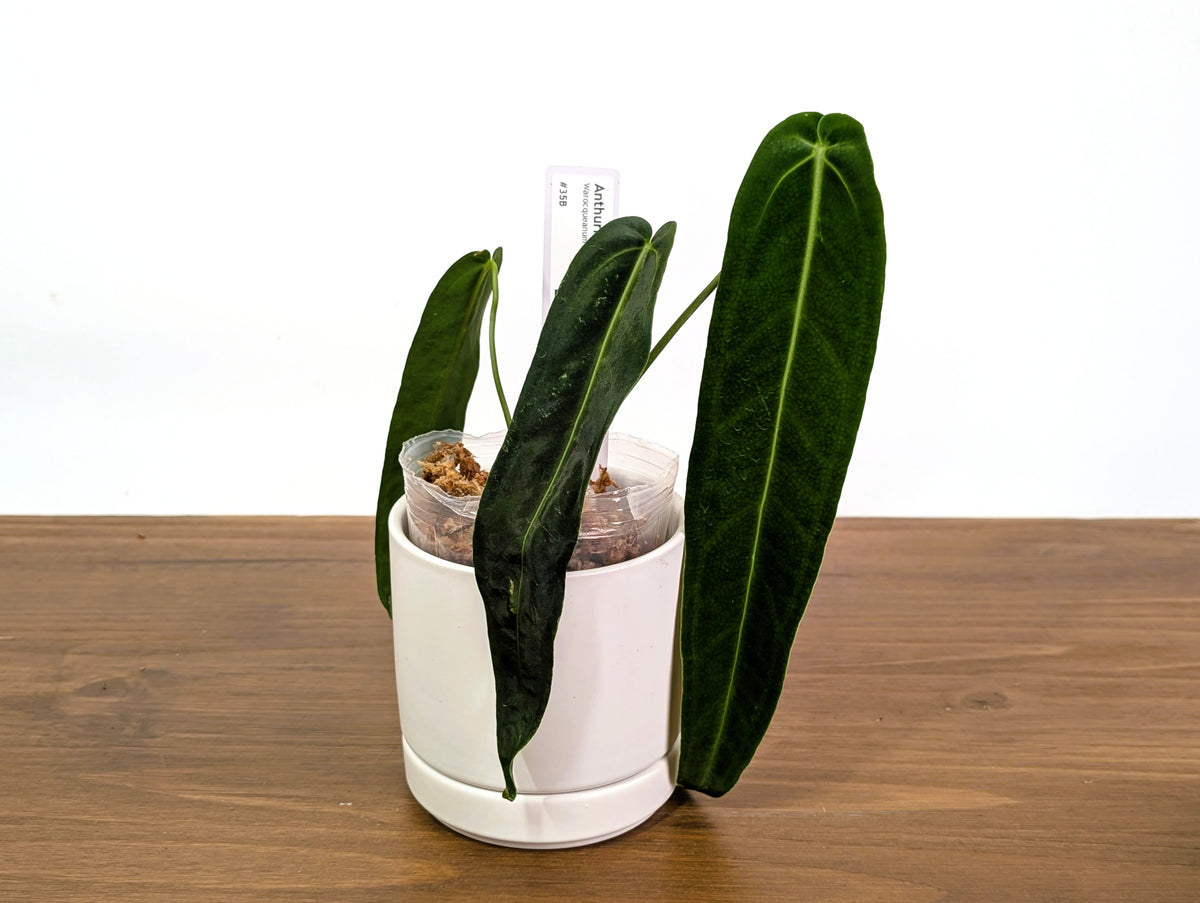 Anthurium Warocqueanum Esmeralda - Pick Your Exact Plant
