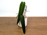 Anthurium Warocqueanum Esmeralda - Pick Your Exact Plant