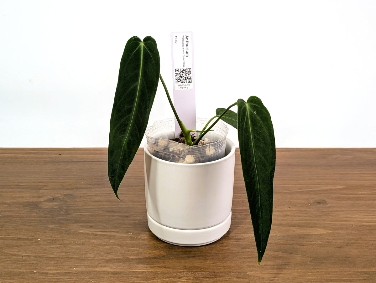 Anthurium Warocqueanum Esmeralda - Pick Your Exact Plant