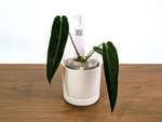 Anthurium Warocqueanum Esmeralda - Pick Your Exact Plant