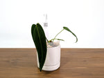 Anthurium Warocqueanum Esmeralda - Pick Your Exact Plant