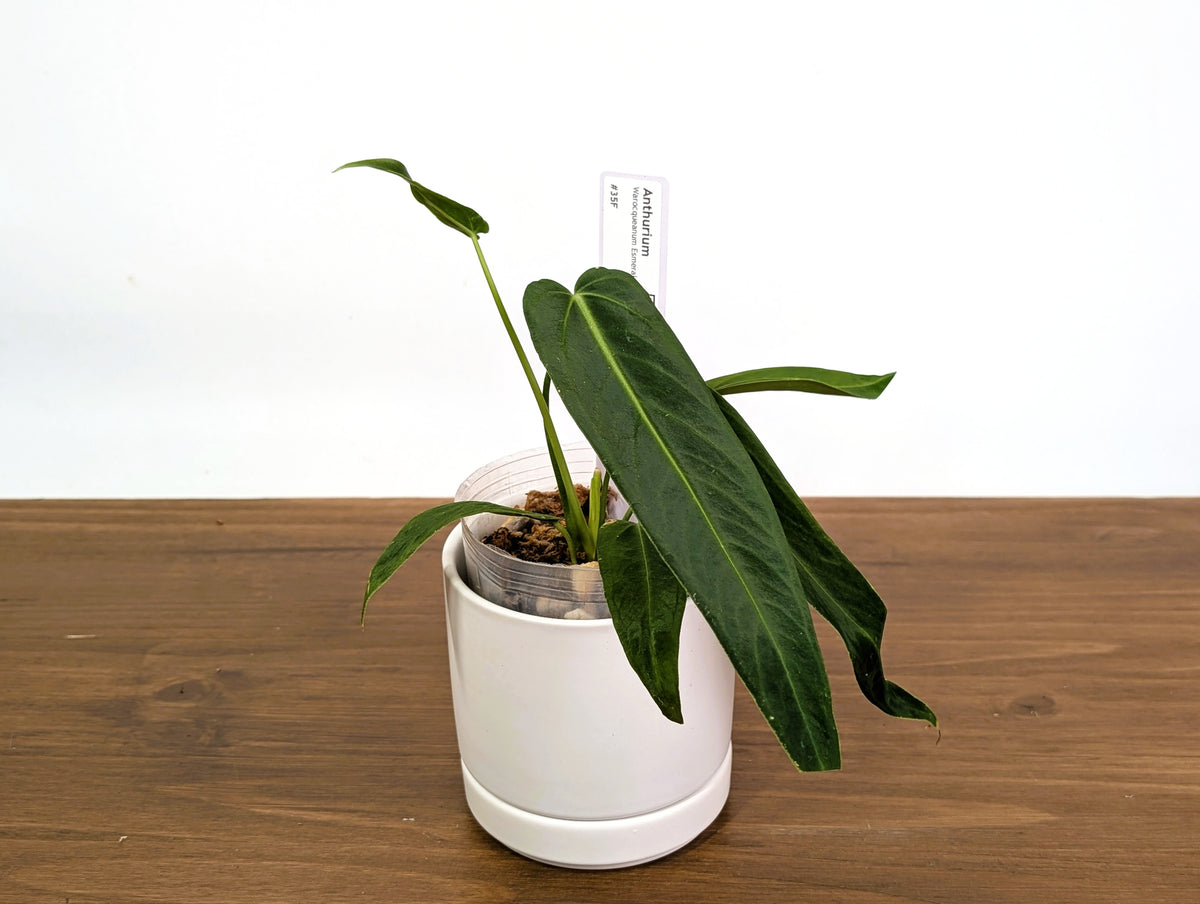 Anthurium Warocqueanum Esmeralda - Pick Your Exact Plant