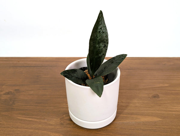 Anthurium Superbum Dark