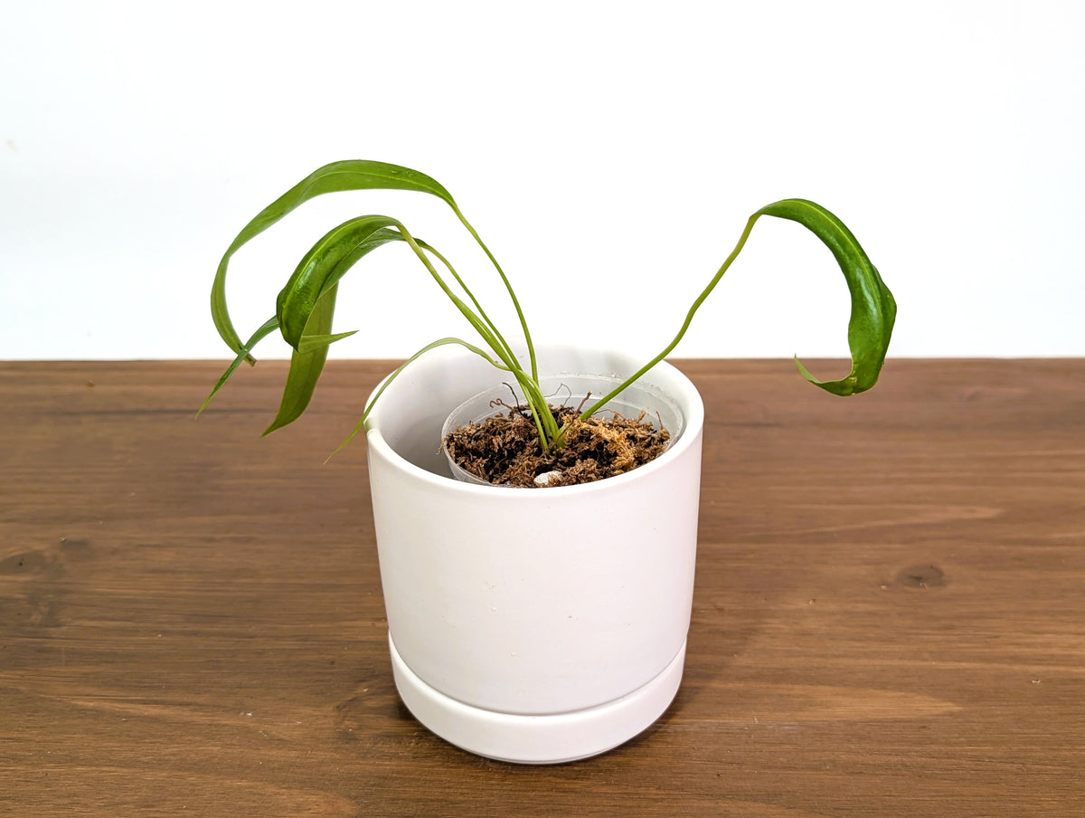Anthurium Gladiifolium