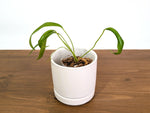 Anthurium Gladiifolium