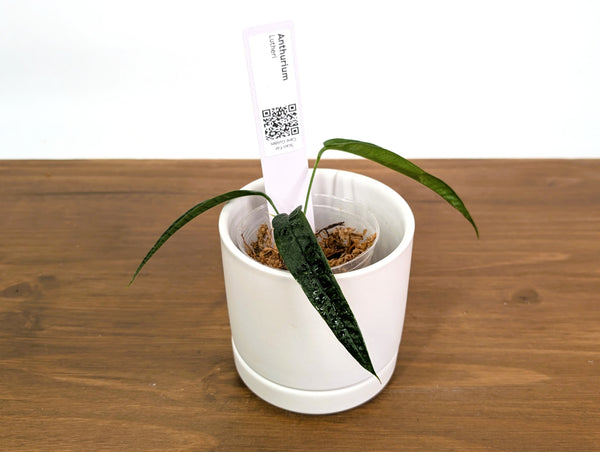 Anthurium Lutheri