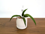 Anthurium Lutheri