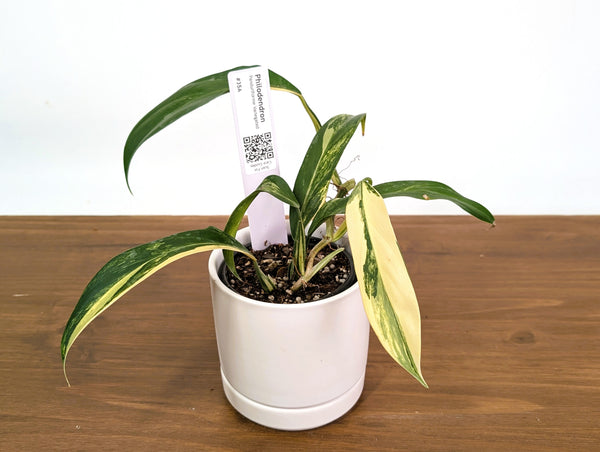 Philodendron Panduriforme Aurea Variegated - Exact 4" Pot #35A