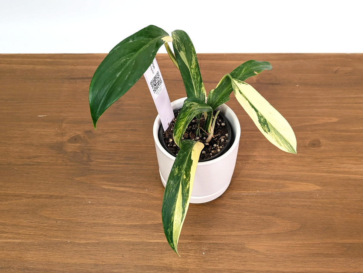 Philodendron Panduriforme Aurea Variegated - Exact 4" Pot #35A