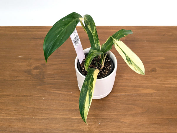 Philodendron Panduriforme Aurea Variegated - Exact 4" Pot #35A
