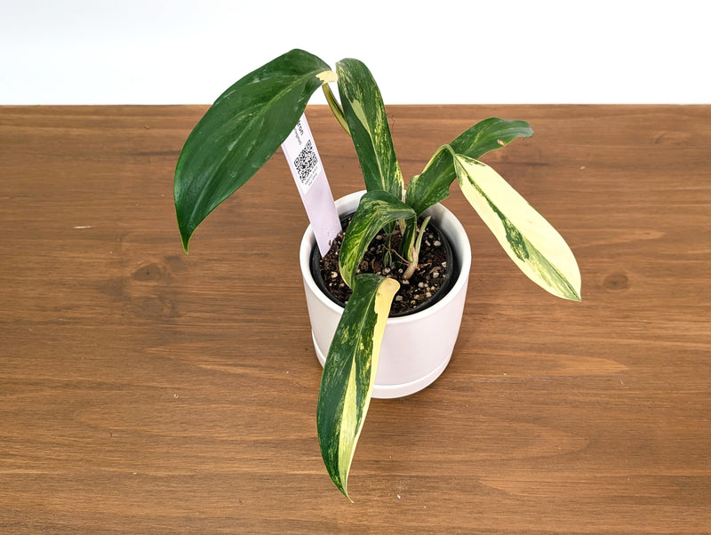 Philodendron Panduriforme Aurea Variegated - Exact 4" Pot #35A