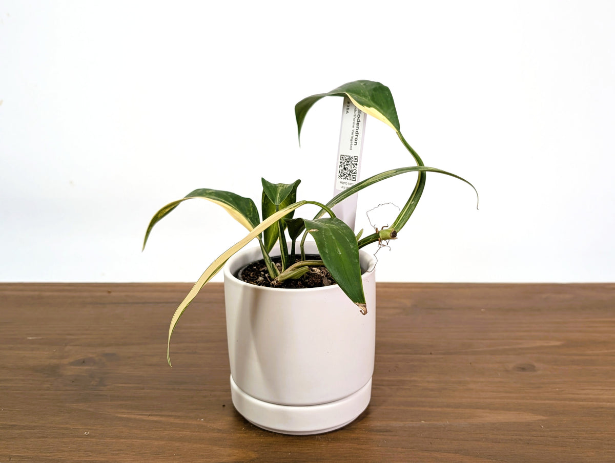Philodendron Panduriforme Aurea Variegated - Exact 4" Pot #35A