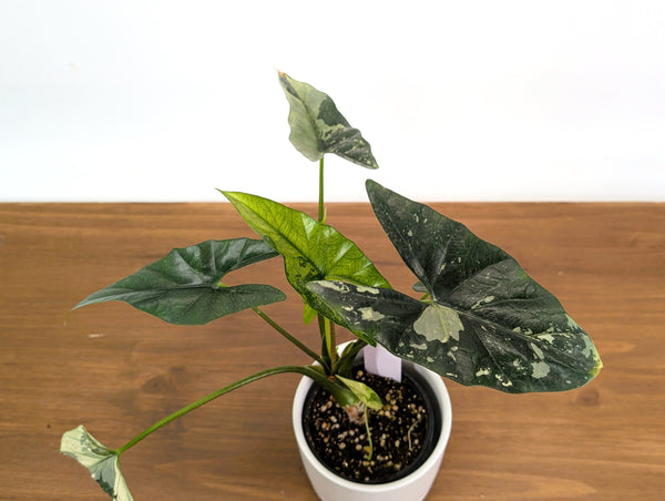 Alocasia Simpo Albo Variegated 4" Exact Plant #35A