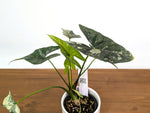 Alocasia Simpo Albo Variegated 4" Exact Plant #35A