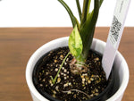 Alocasia Simpo Albo Variegated 4" Exact Plant #35A