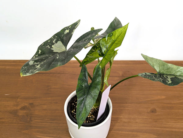 Alocasia Simpo Albo Variegated 4" Exact Plant #35A