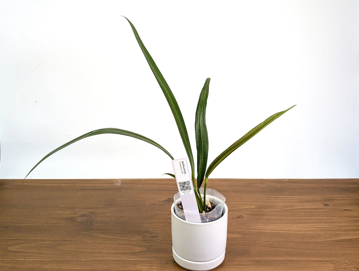 Anthurium Coriaceum aff